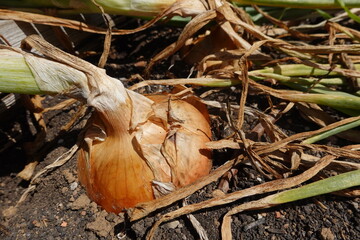 cosechar cebollas en el huerto urbano ecológico, recolectar cebollas en bancal elevado. cultivo de cebolla. 