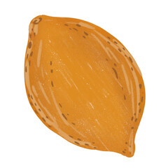 Yellow melon with hand drawing on transparent back gound. Printable wih high quality. 