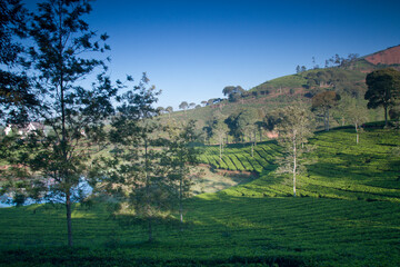 The tea plantations background in the morning time.