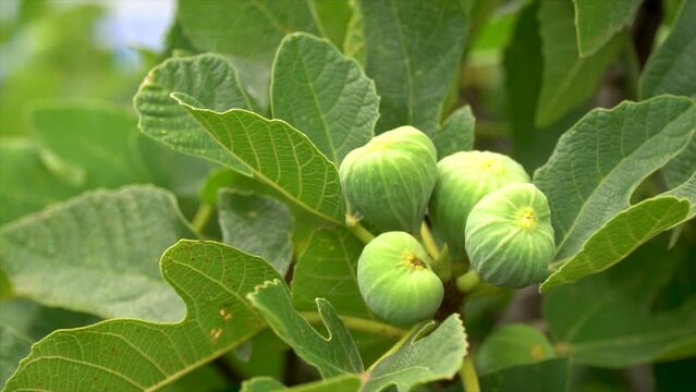 Slow motion, green figs growing and ripening on the fig branch.