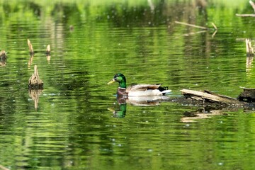Scenic view of a mallard duck in a tranquil lake surrounded by greenery
