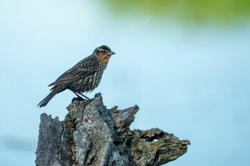 Closeup of a sparrow perched on a tree stump