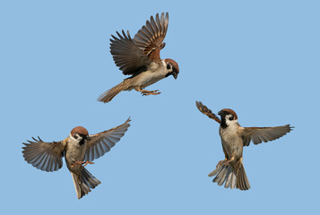 flight phases of three sparrow birds with flapping wings and feathers on a blue sky background