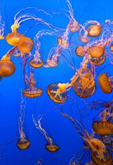 Beautiful shot of glowing jellyfish swimming underwater in an aquarium