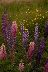 Fototapeta premium Vertical shot of an array of vibrant wild lupin flowers in a variety of colors