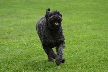 Happy Bouvier Des Flanders dog running on green grass towards the camera