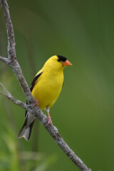 Male American Goldfinch bird perched on a branch