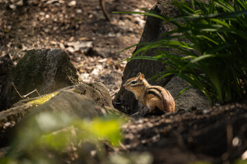 Obraz premium squirrel