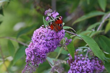 motyl na kwiecie © Micha