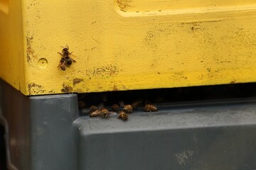 pszczoły - obrazy, fototapety, plakaty