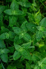 Wild Mint Mentha Arvensis