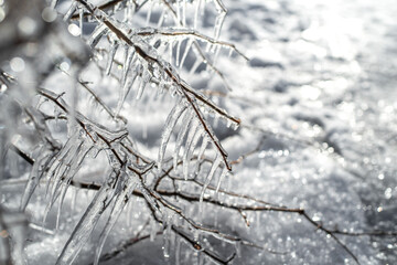 Frosted tree branches covered with ice and icicles on the white snowy background. Tallinn, Estonia. Selective focus, blurred background.