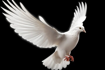 Fototapeta na wymiar a white dove flying in the air
