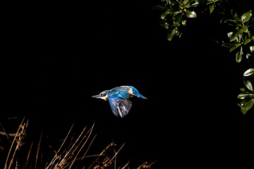 Selective focus of a kingfisher flying in a forest in the daylight with a dark background