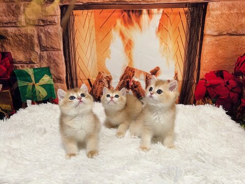 Cute kittens on a soft white rug in front of a cozy fireplace, looking content and comfortable