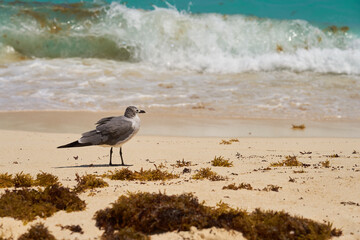 Seagull on the shores of the Caribbean Sea in Mexico.