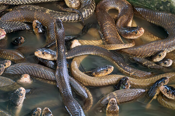 lot of snakes in the water on the background.. snake farm