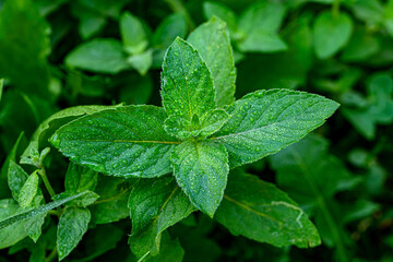 Wild Mint Mentha Arvensis