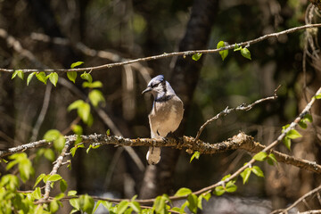 blue jay