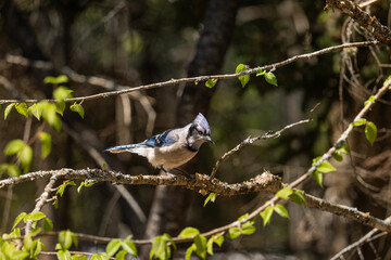 blue jay on a branch