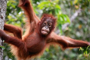 Close-up of a young orangutan perched atop a tree branch at Tanjung Putting National Park, Indonesia © Him Himawan/Wirestock Creators
