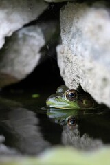 Close-up shot of an amphibian frog on a large rock at the edge of a pond