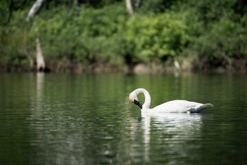 Swan swimming in a river with lush reeds growing from the surface of the water