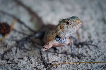 Stock image features a stunning closeup of a vivid, brightly-colored lizard on the Maldives islands