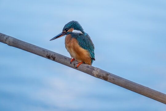 Stock photo features a Kingfisher perched on a branch against the backdrop of the Italian Alps