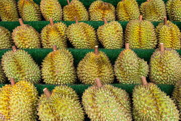 Group of fresh durians in the durian market. durian on counter in the store. many fruits of the royal durian fruit on the background.. harvesting