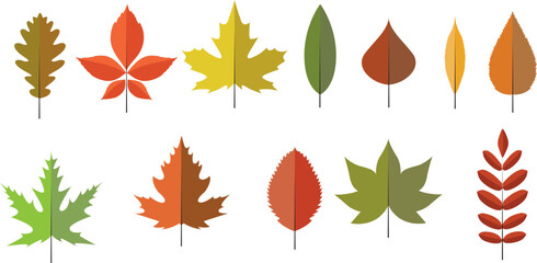 Colorful autumn leaves, isolated on white background. Simple cartoon flat style, vector illustration.