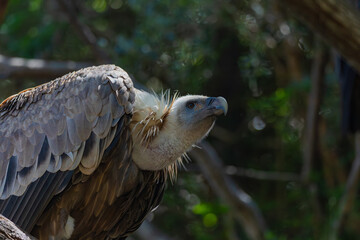 portrait of a vulture close up