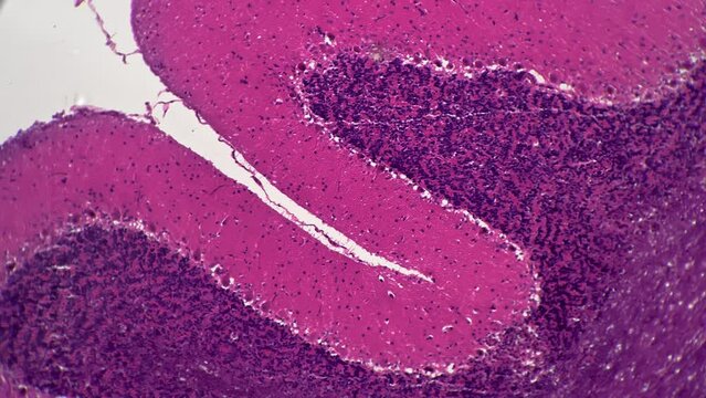 Cerebellar cortex of human filmed under light micrograph 100x on bright field. Macro isolated footage of brain tissue with high magnification. Studying vital component of the people nervous system