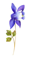 Watercolor wild flowers. Wild Aquilegia flower with purple color bud with leaves on white background - obrazy, fototapety, plakaty