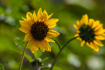 Yellow flowers in the garden	
