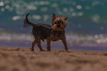 yorkshire terrier on the beach