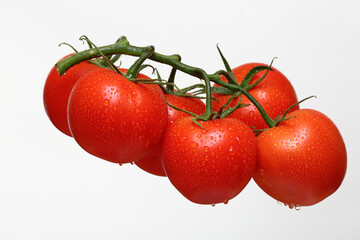 tomatoes with drops of water on a vine on a white background - 628941479