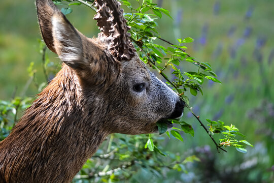 A male roe deer eating rose leaves