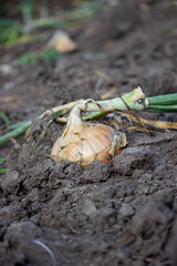 onions grow in the garden. Selective focus.