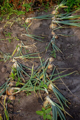 onions grow in the garden. Selective focus.