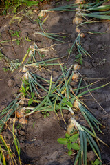 onions grow in the garden. Selective focus.