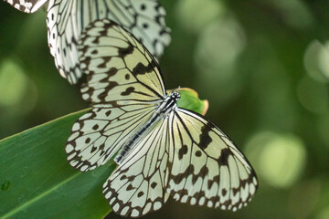 植物園の中を飛ぶ、白いアゲハ蝶