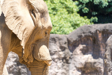 Fototapeta na wymiar 多摩動物園に住む、年老いた象の横顔