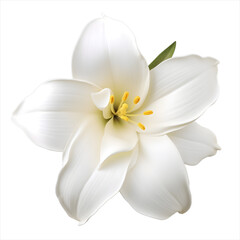 Graceful Floral Element: White Lily Transparent Background