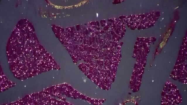 Section of lamellar corpuscle in human organism magnified under microscope 100x with cross light. Contrast sample of nervous endings in people skin studied at scientific laboratory to exam structure