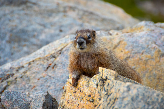 Marmot posing in the rocks along the Beartooth Highway, Montana.