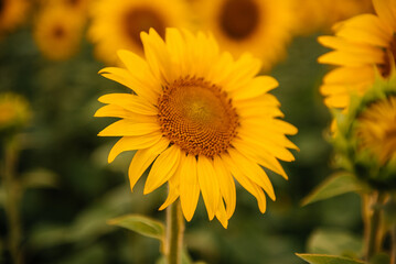 Sunflower bloom. Sunflower on the background of a sunflower field