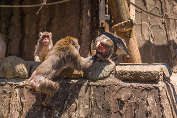 動物園に住む、猿山の猿の暮らし