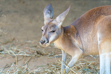 極悪な表情を浮かべる、動物園のカンガルー