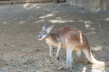 日本の動物園で暮らすカンガルー
